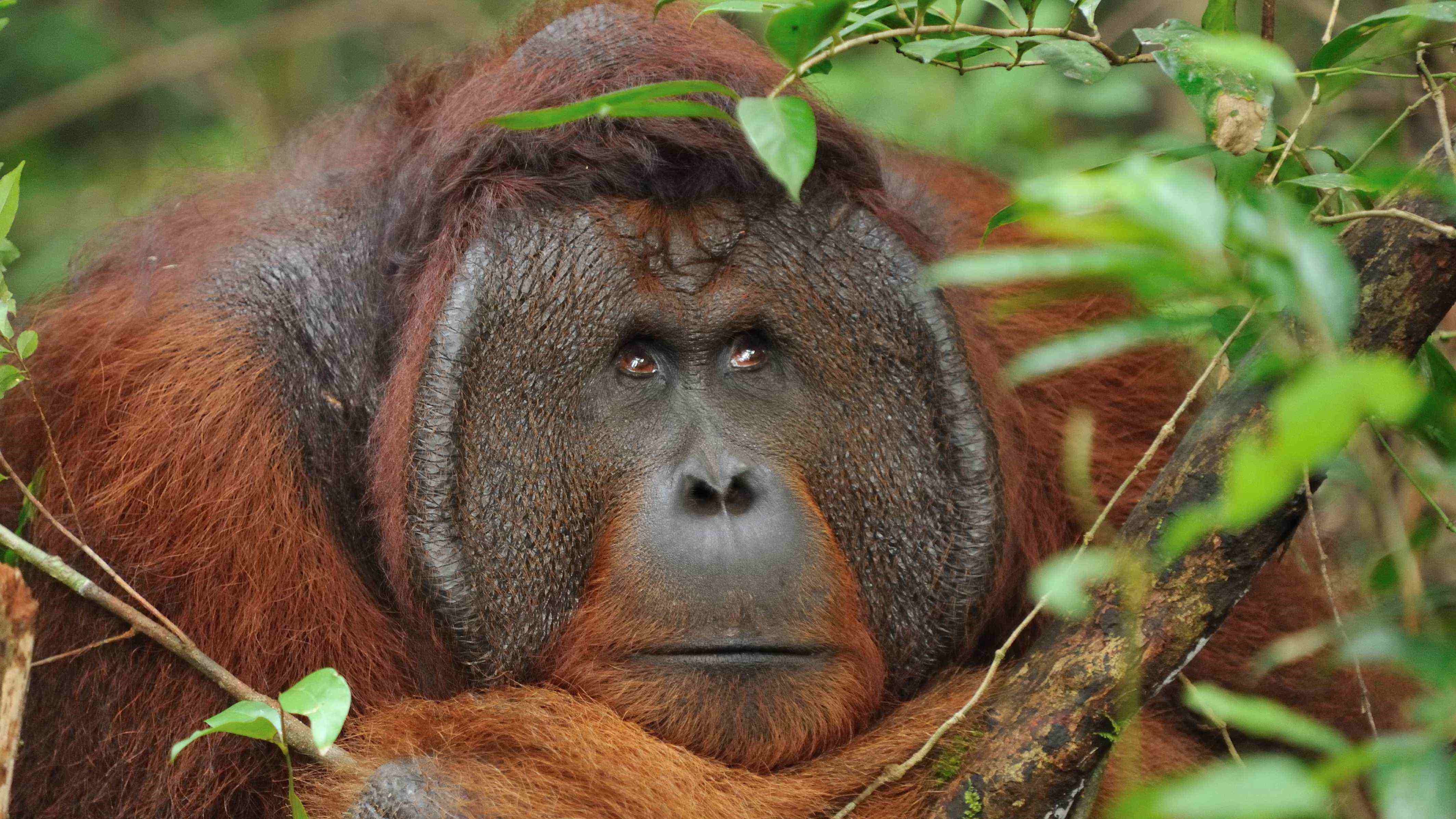 dreamingorangutan.JPG